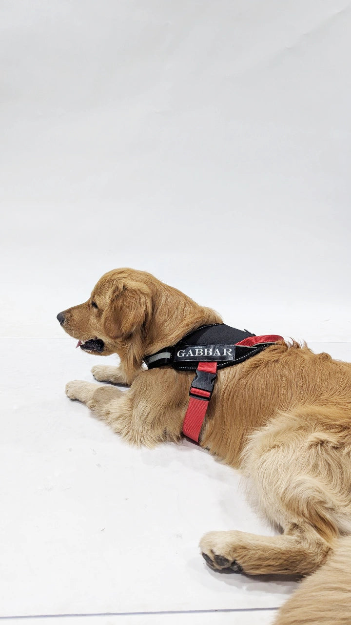 Black-Red-dog harness