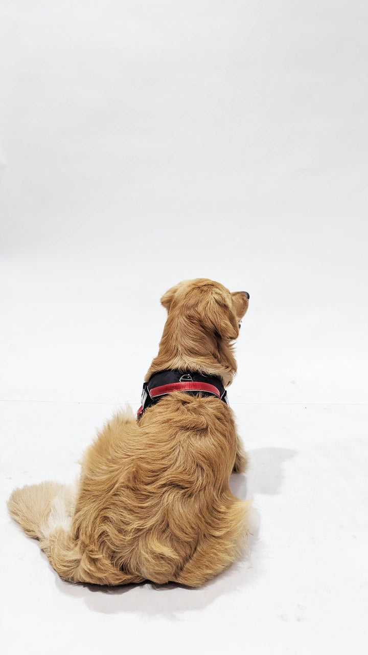 Black-Red-dog harness