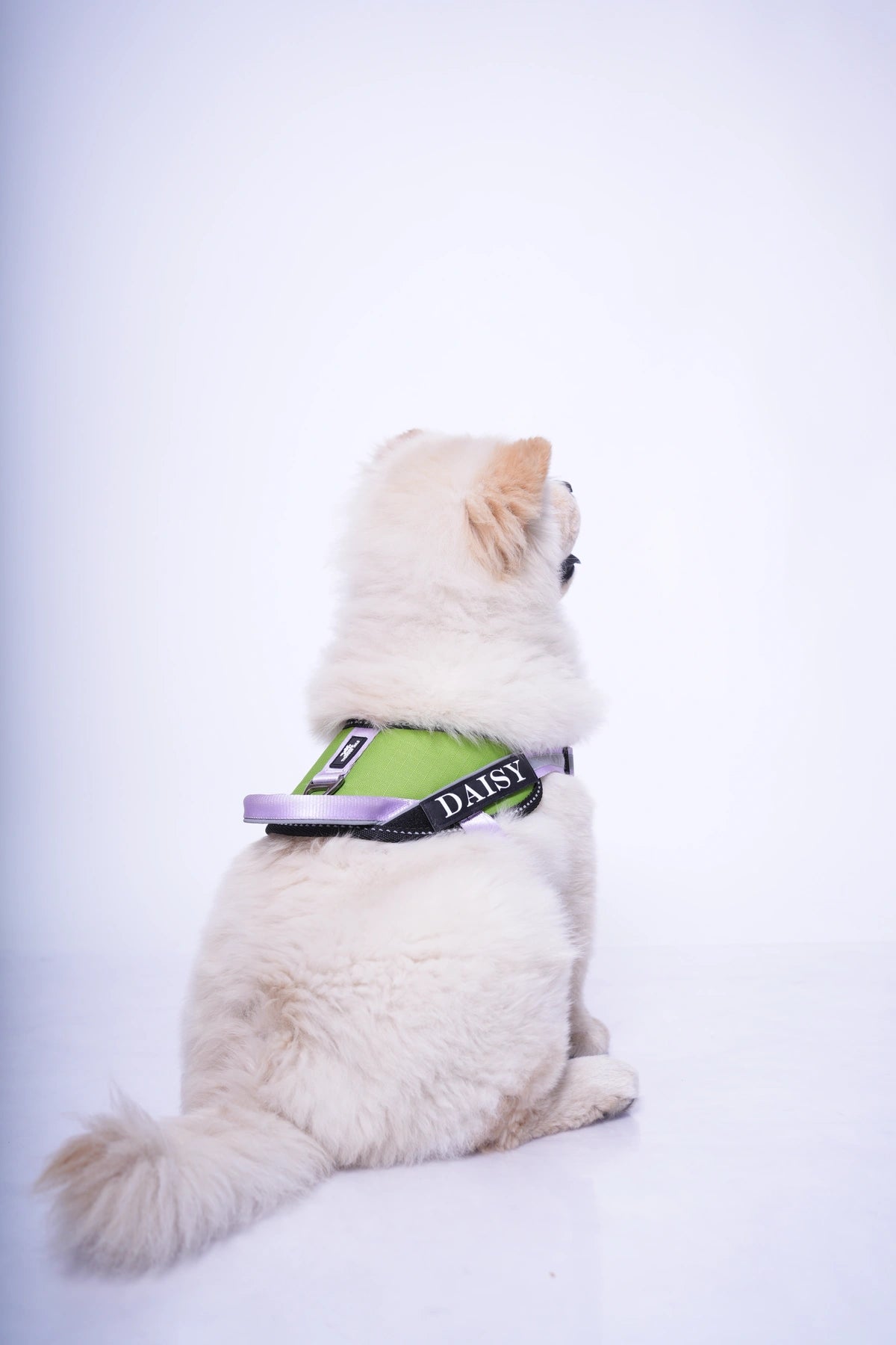 Parrot-Lilac-dog harness