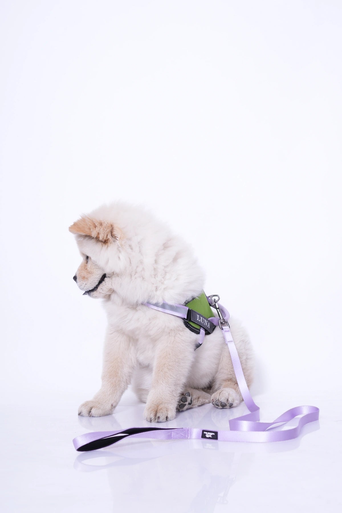 Parrot-Lilac-dog harness