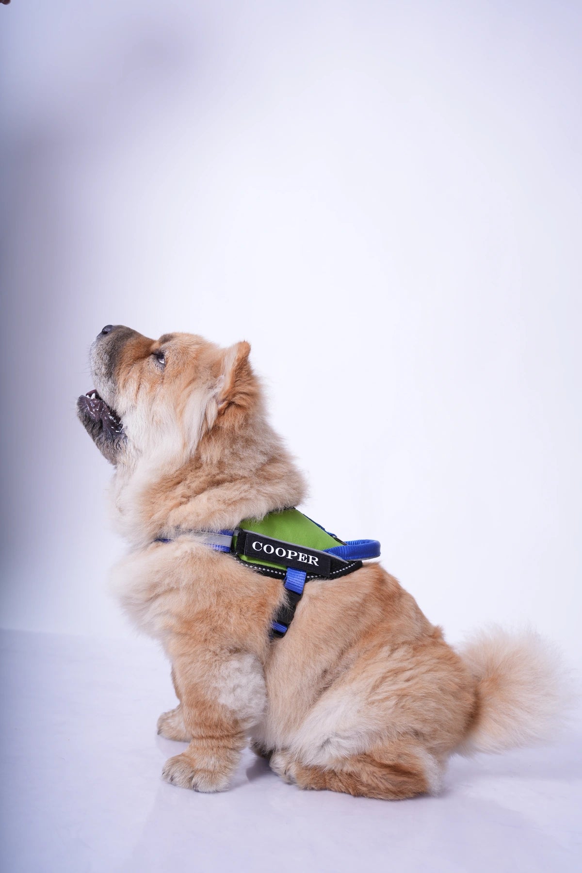 Parrot-Royal-dog harness