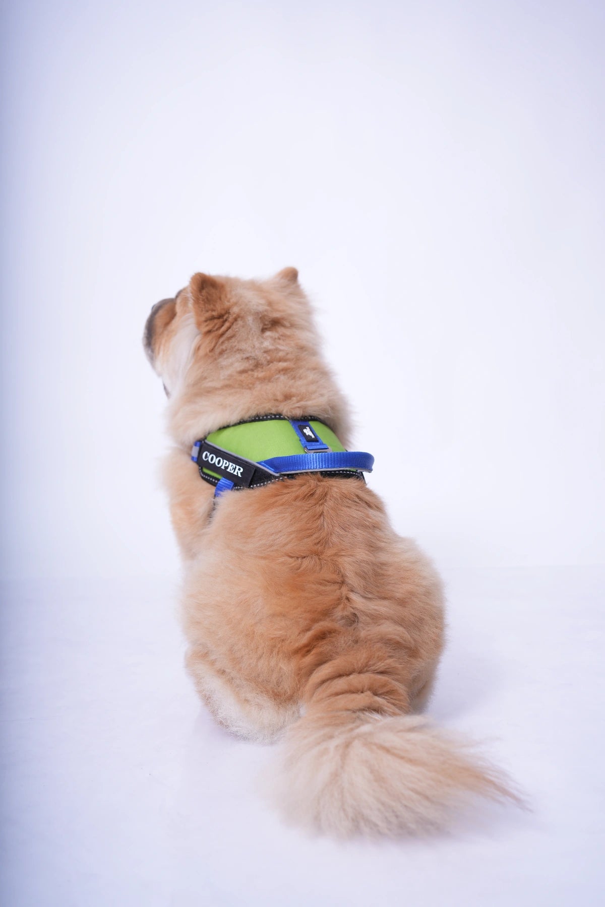 Parrot-Royal-dog harness