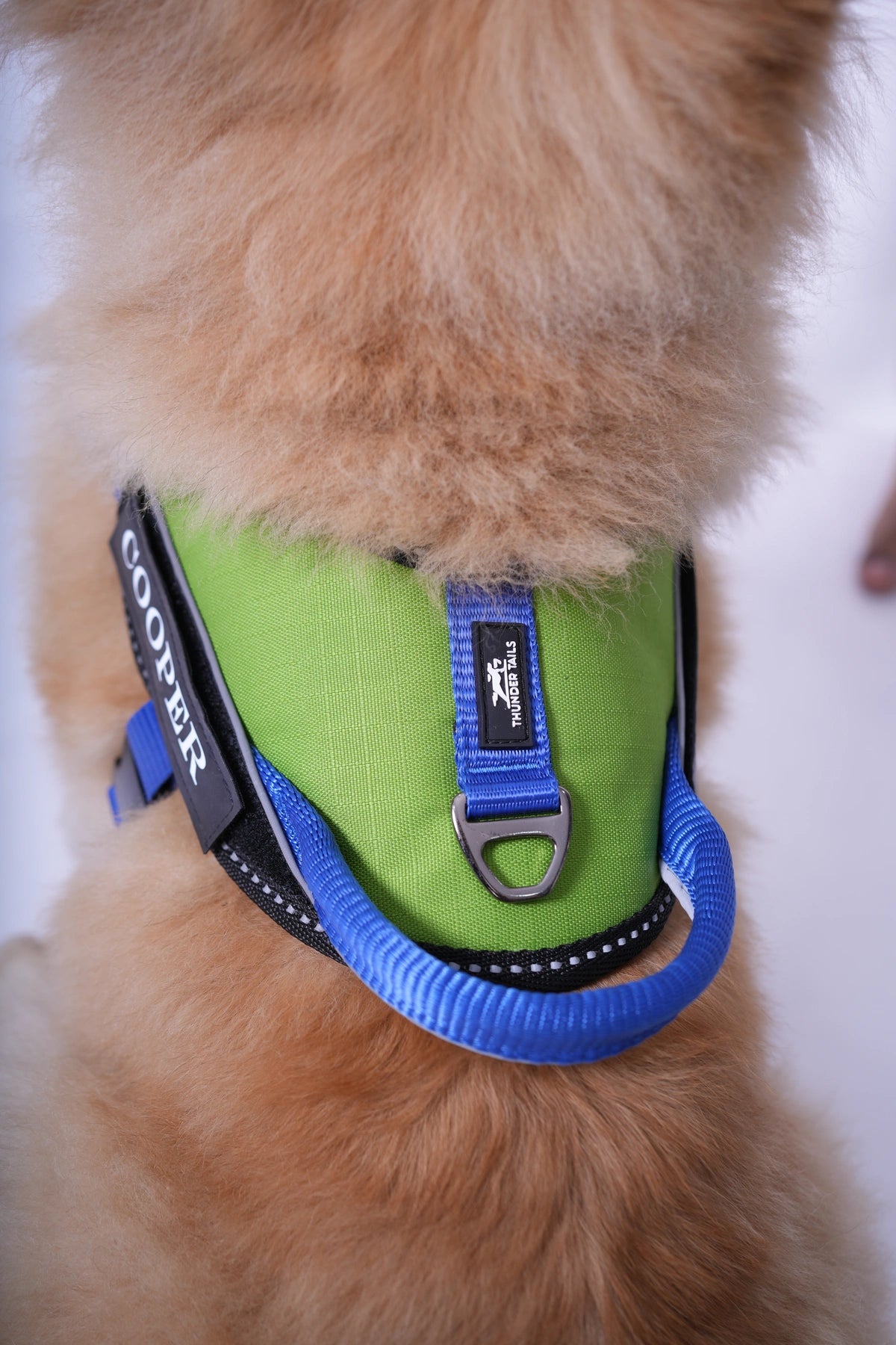 Parrot-Royal-dog harness