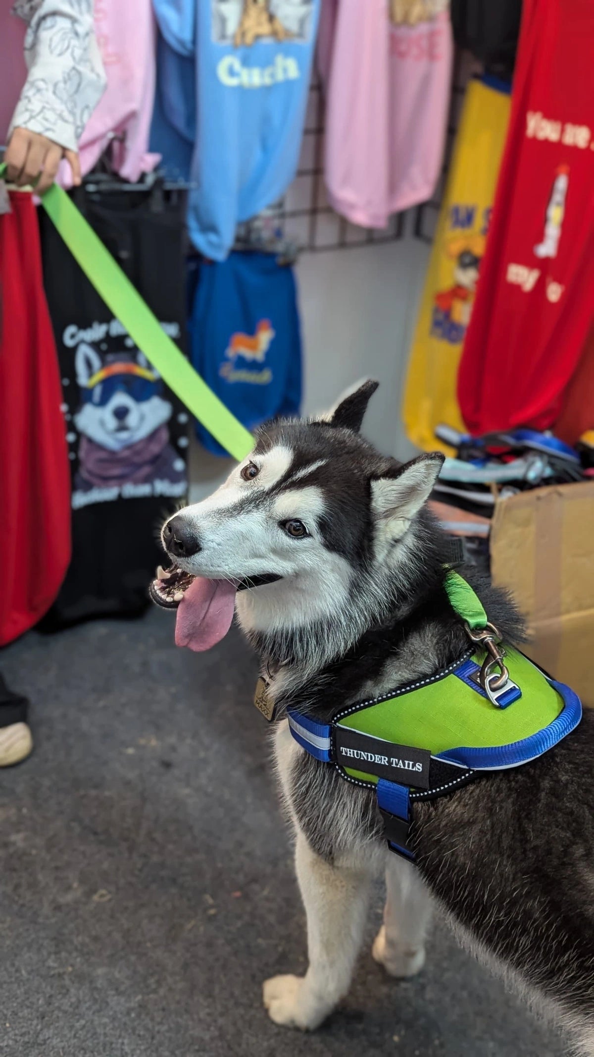 Parrot-Royal-dog harness