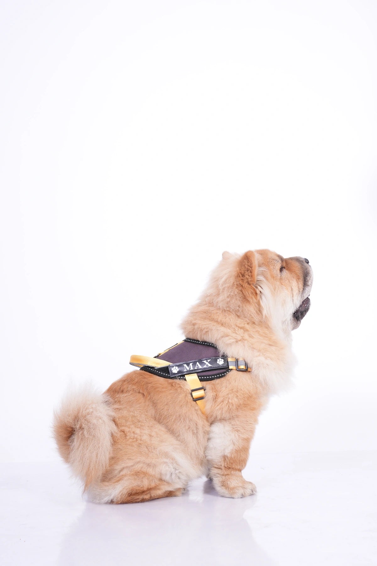 Plum-Yellow-dog harness