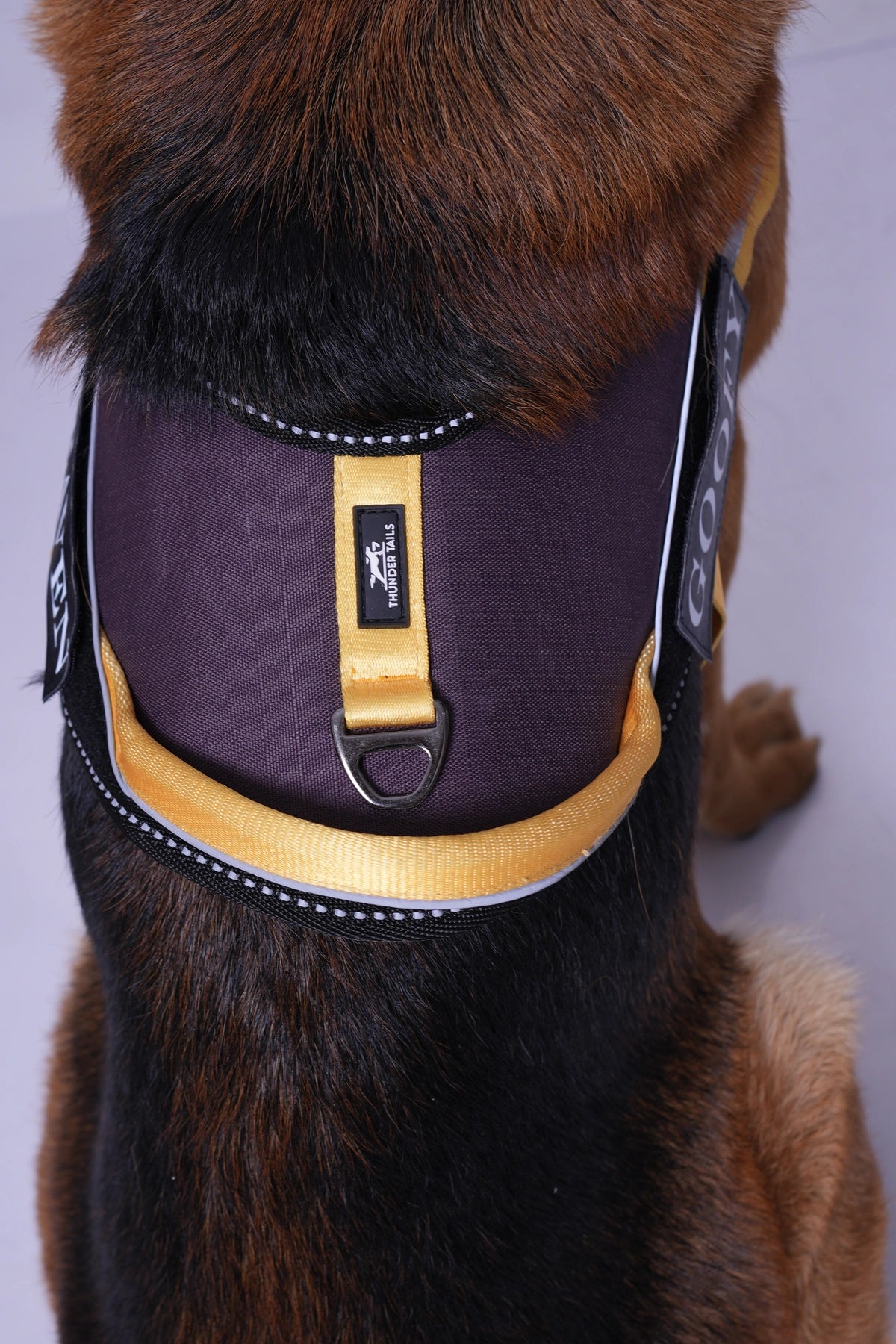 Plum-Yellow-dog harness