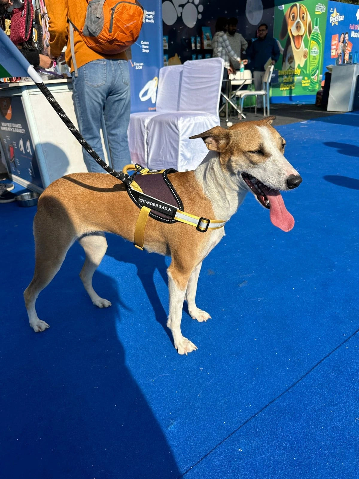 Plum-Yellow-dog harness