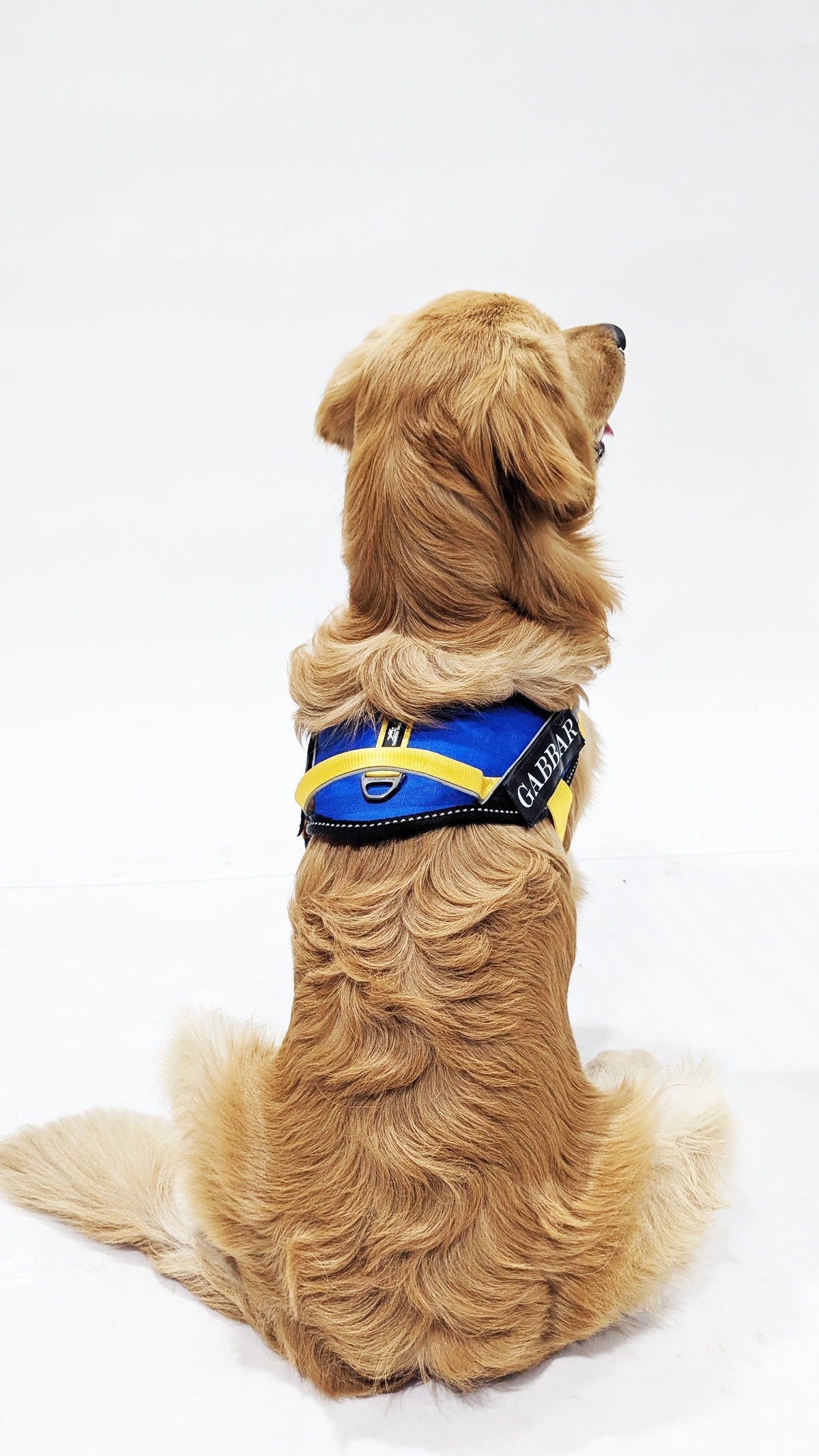 Royal-Yellow-dog harness