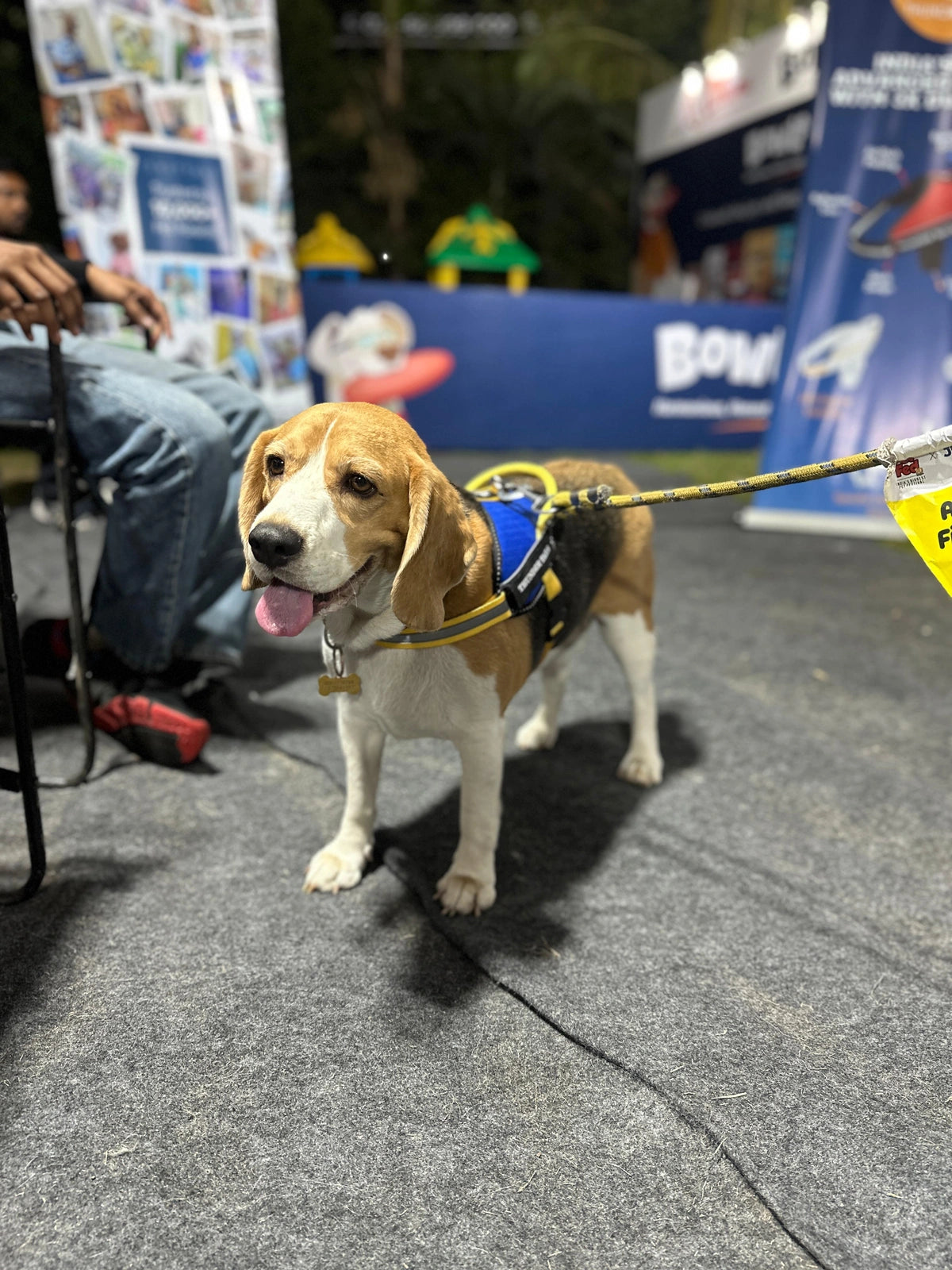 Royal-Yellow-dog harness