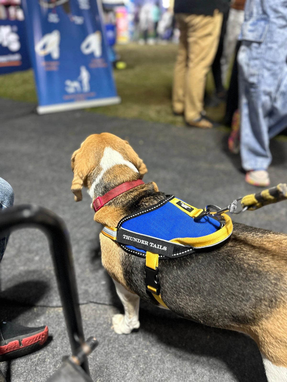 Royal-Yellow-dog harness