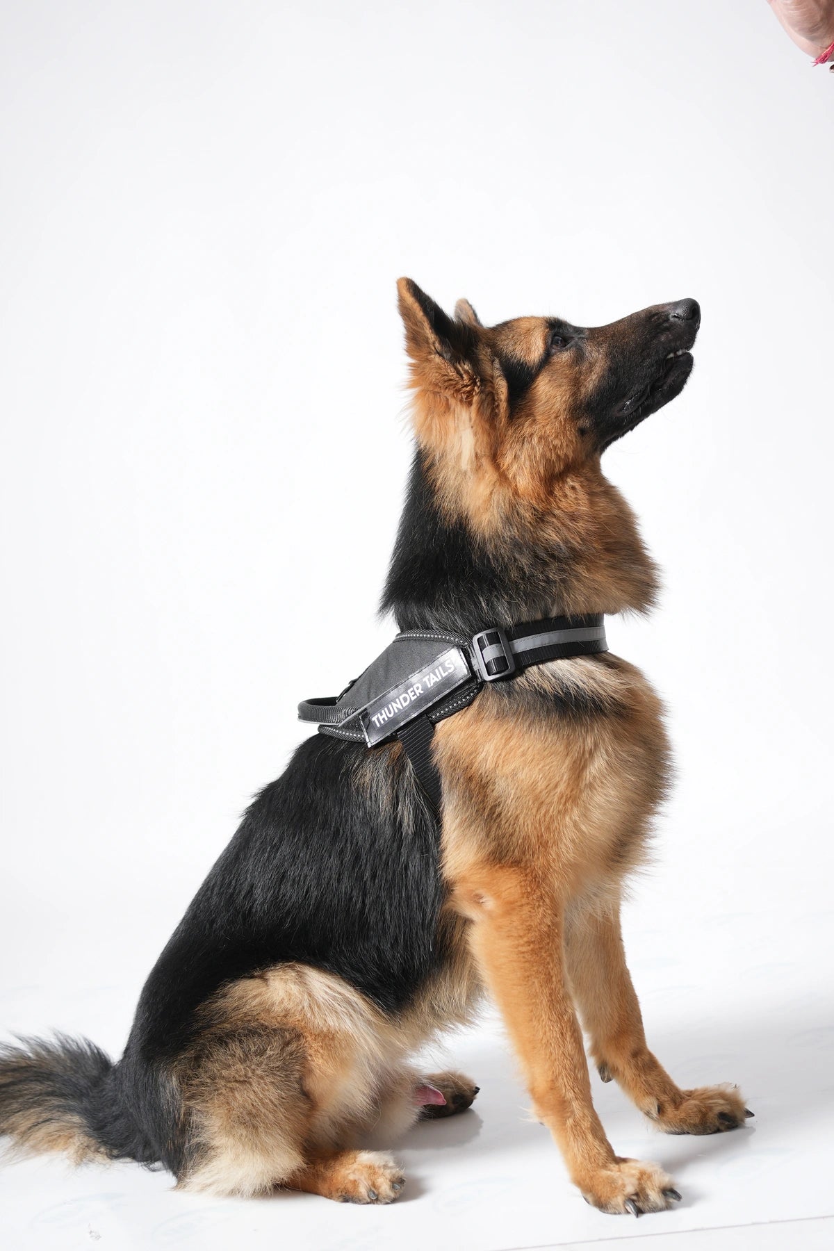 Black_dog harness