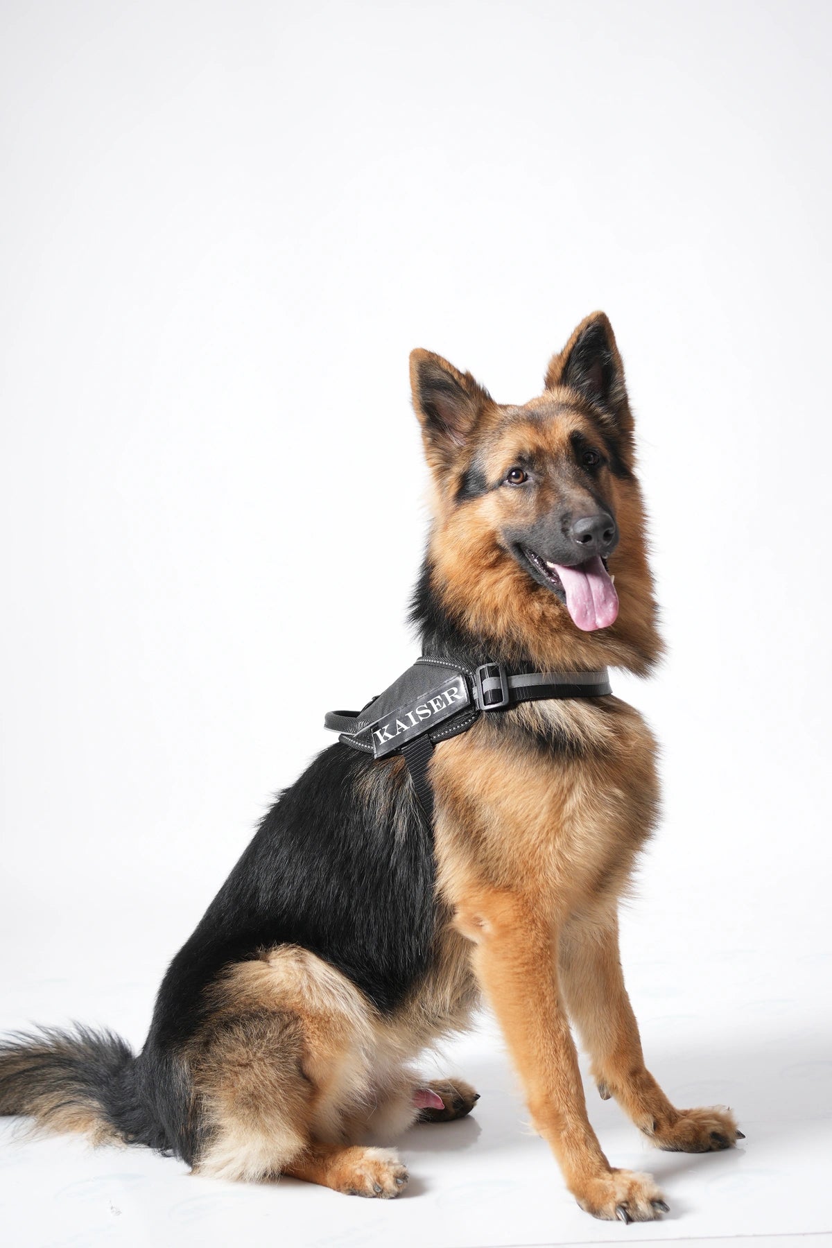 Black_dog harness