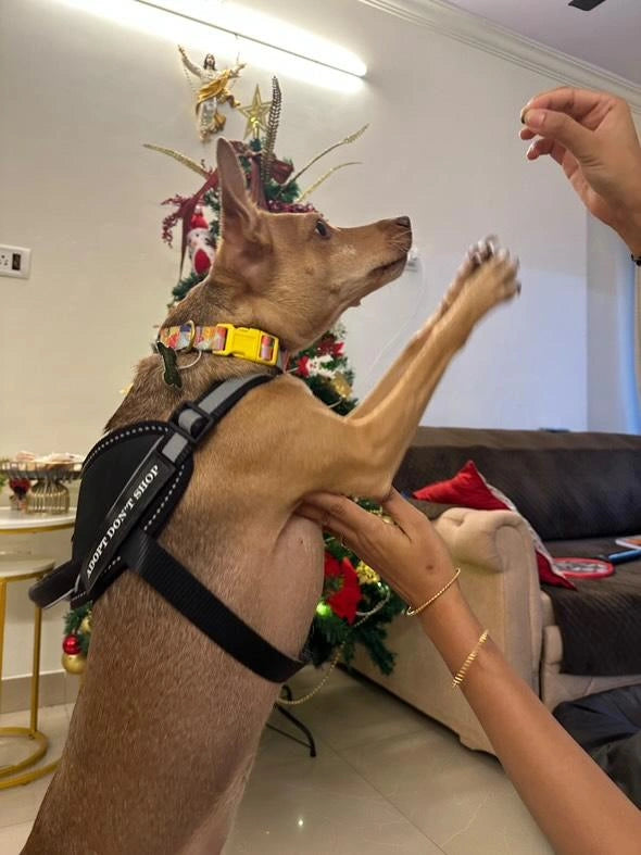 Black_dog harness