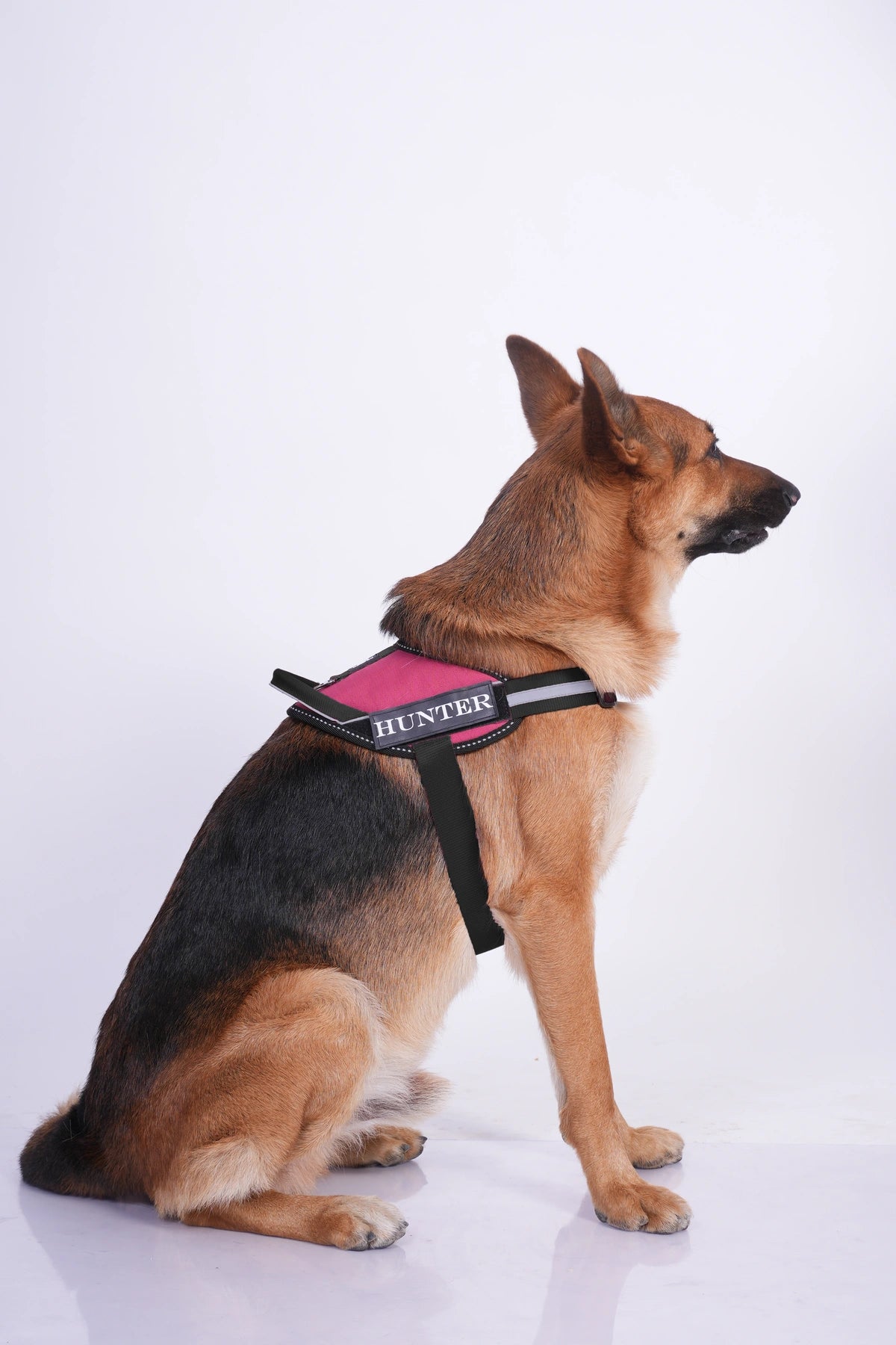 Brick Red_dog harness