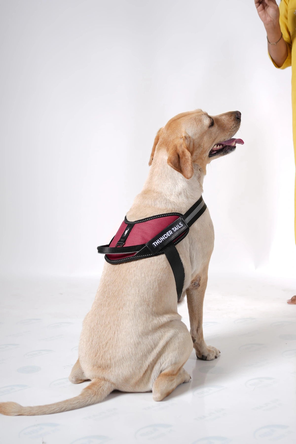 Brick Red_dog harness