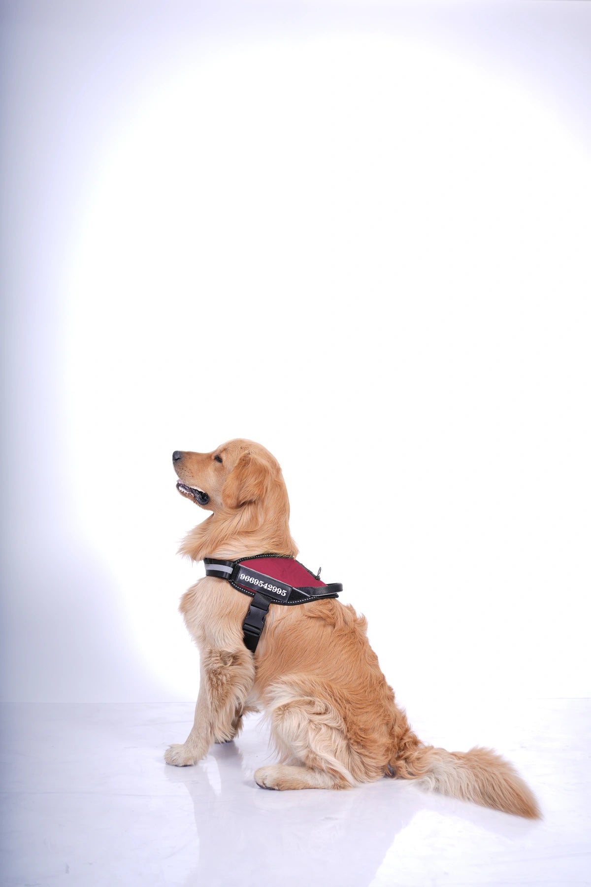 Brick Red_dog harness