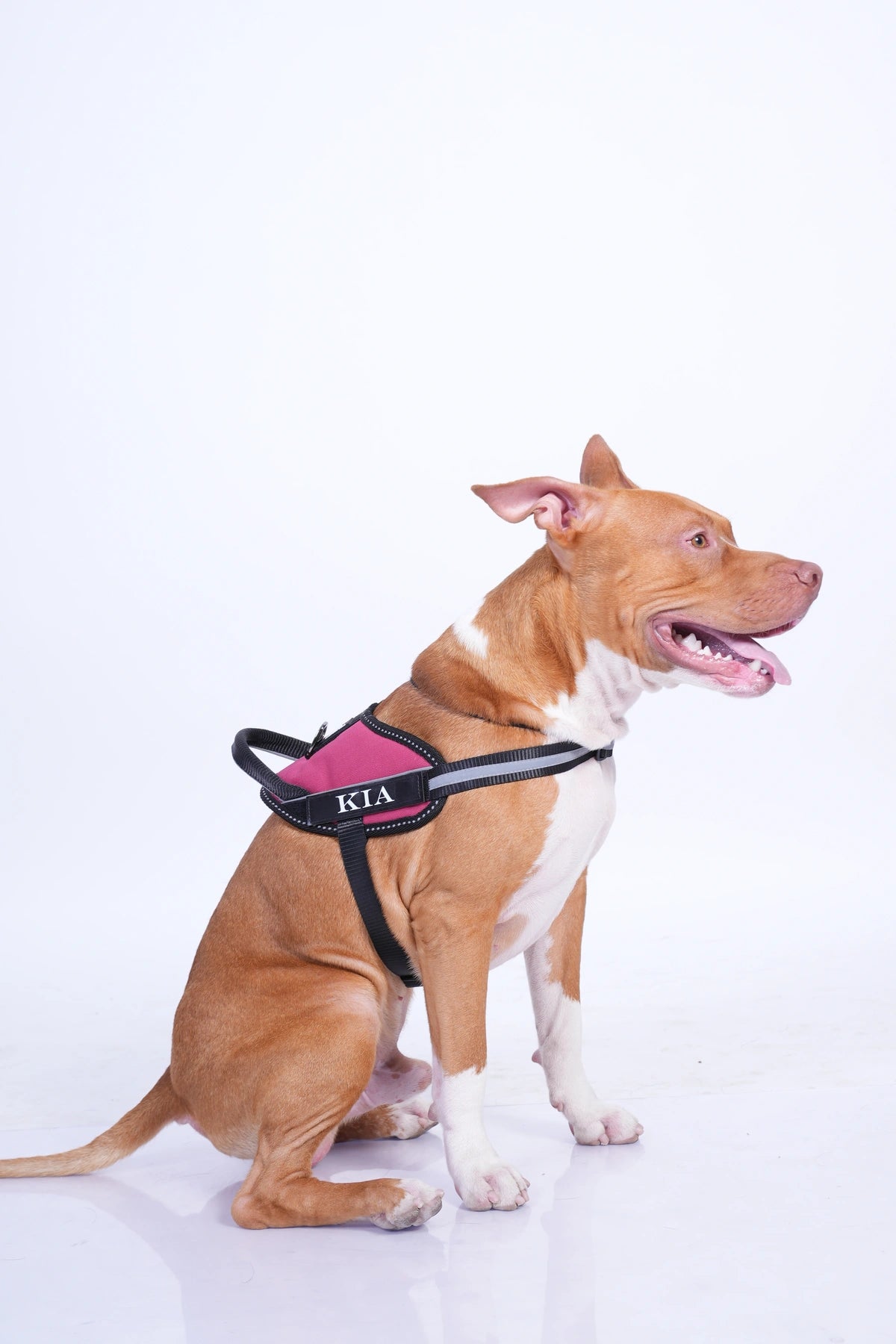 Brick Red_dog harness