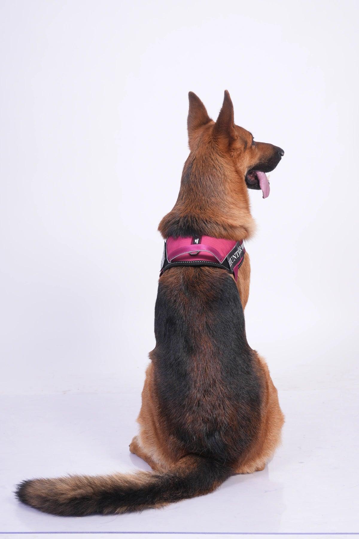 Brick Red-Wine_dog harness
