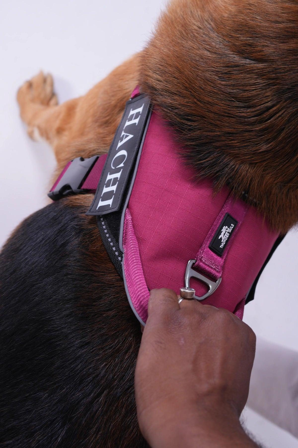 Brick Red-Wine_dog harness