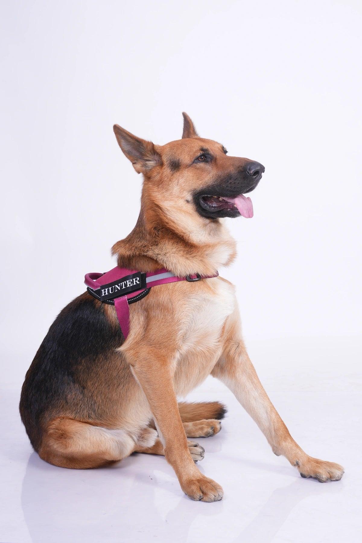Brick Red-Wine_dog harness