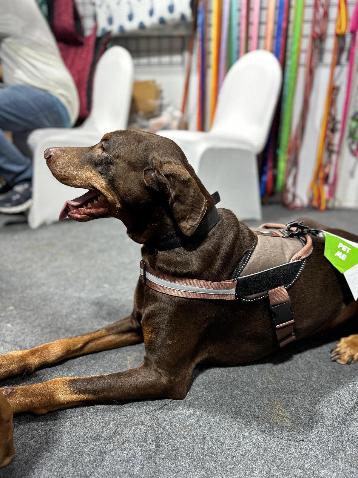 Brown-Brown_dog harness