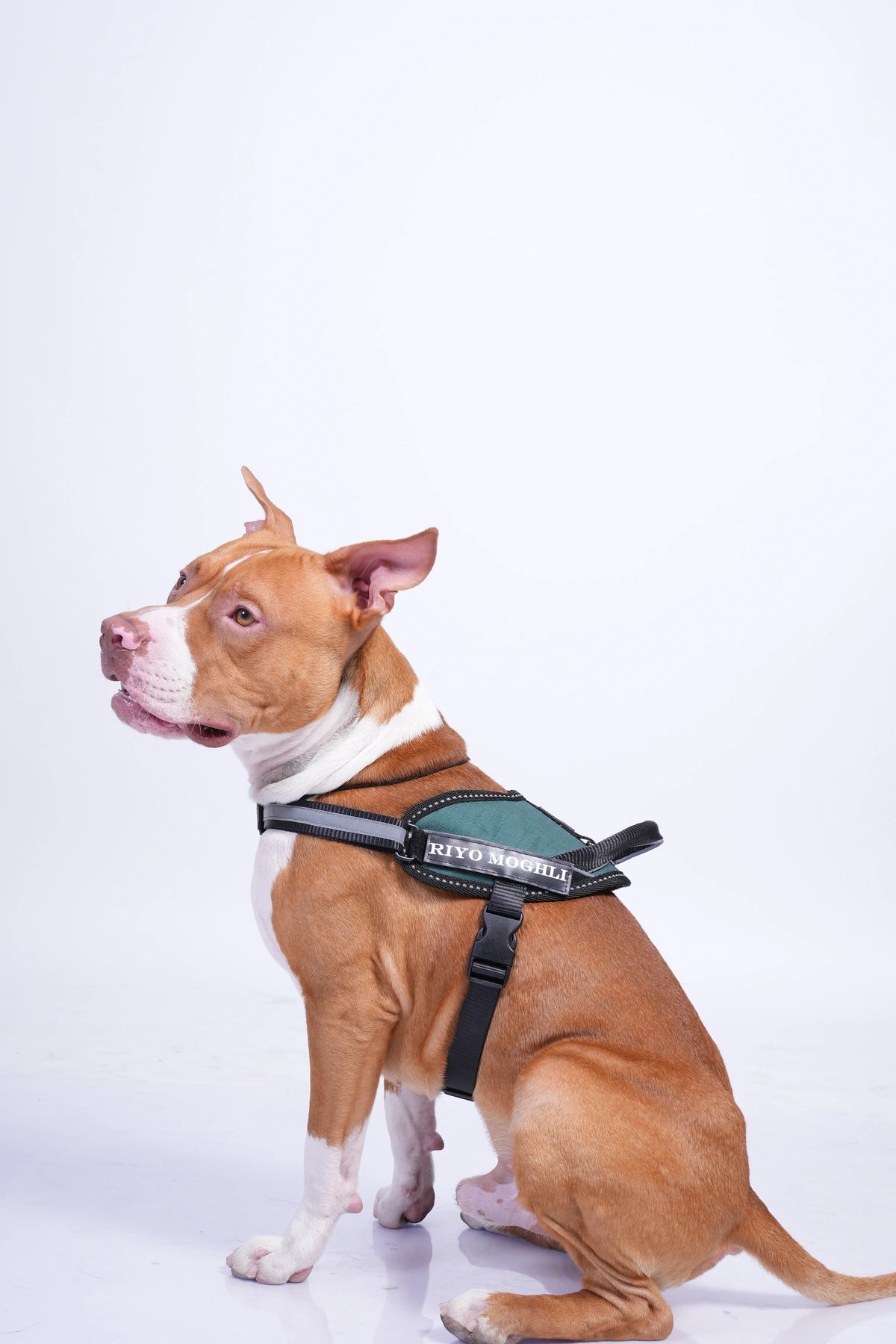 Dark Green_dog harness