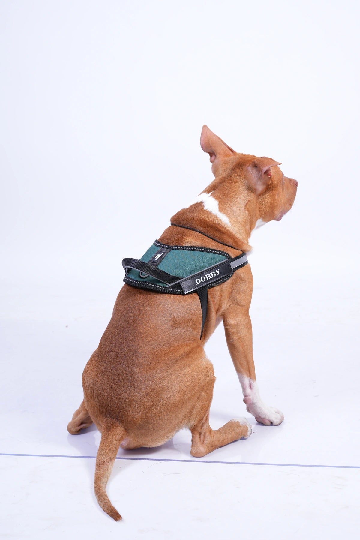 Dark Green_dog harness