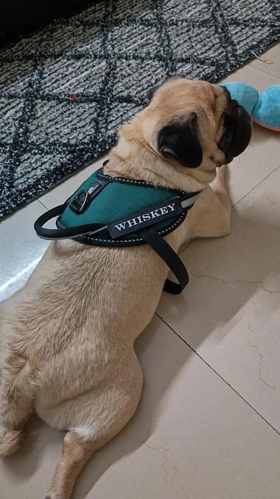 Dark Green_dog harness