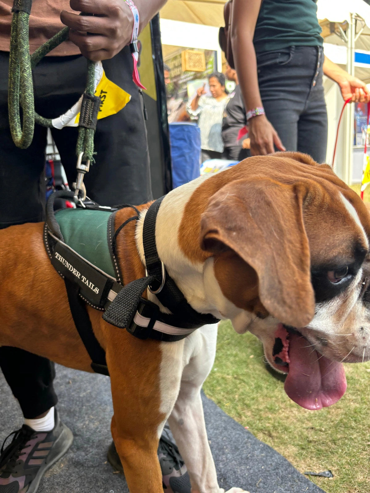 Dark Green_dog harness