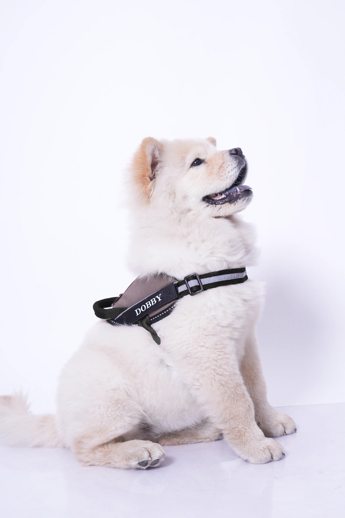 Espresso_dog harness