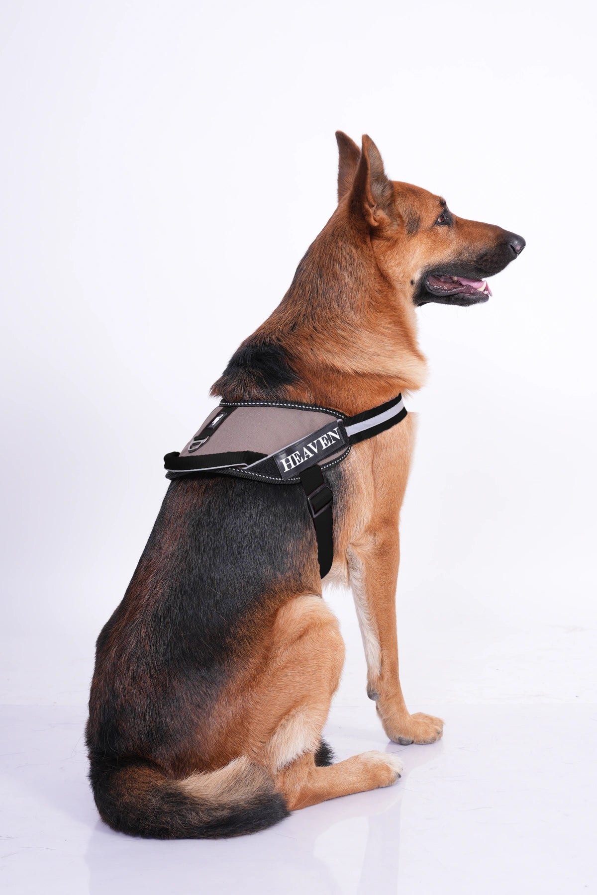 Espresso_dog harness