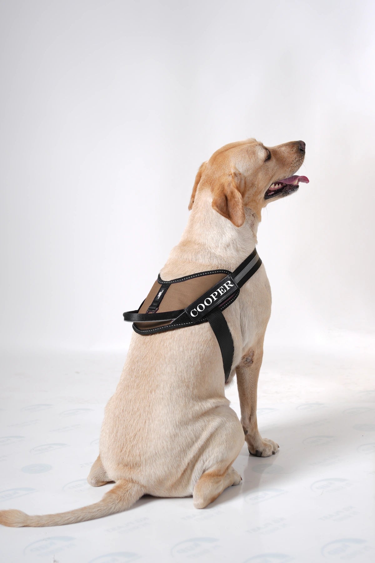 Espresso_dog harness