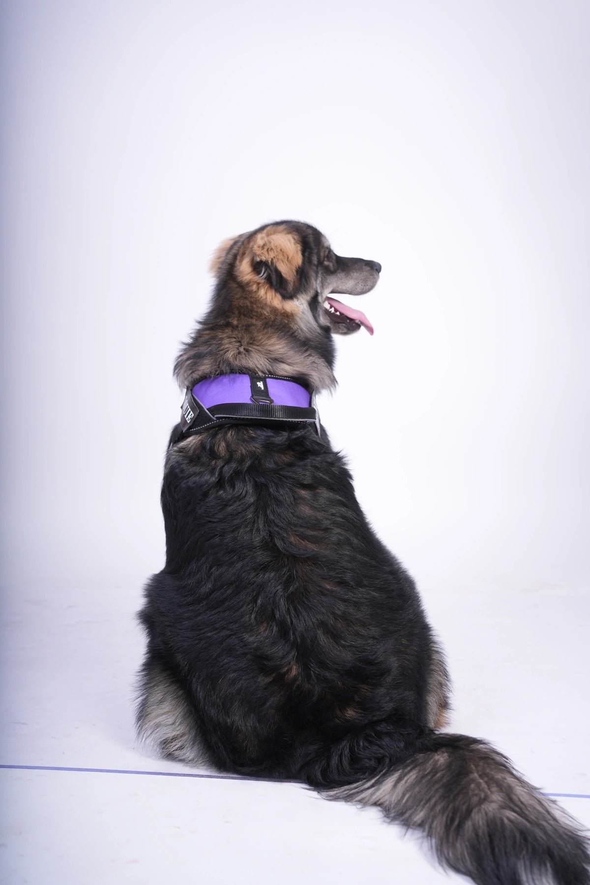 Lavender_dog harness