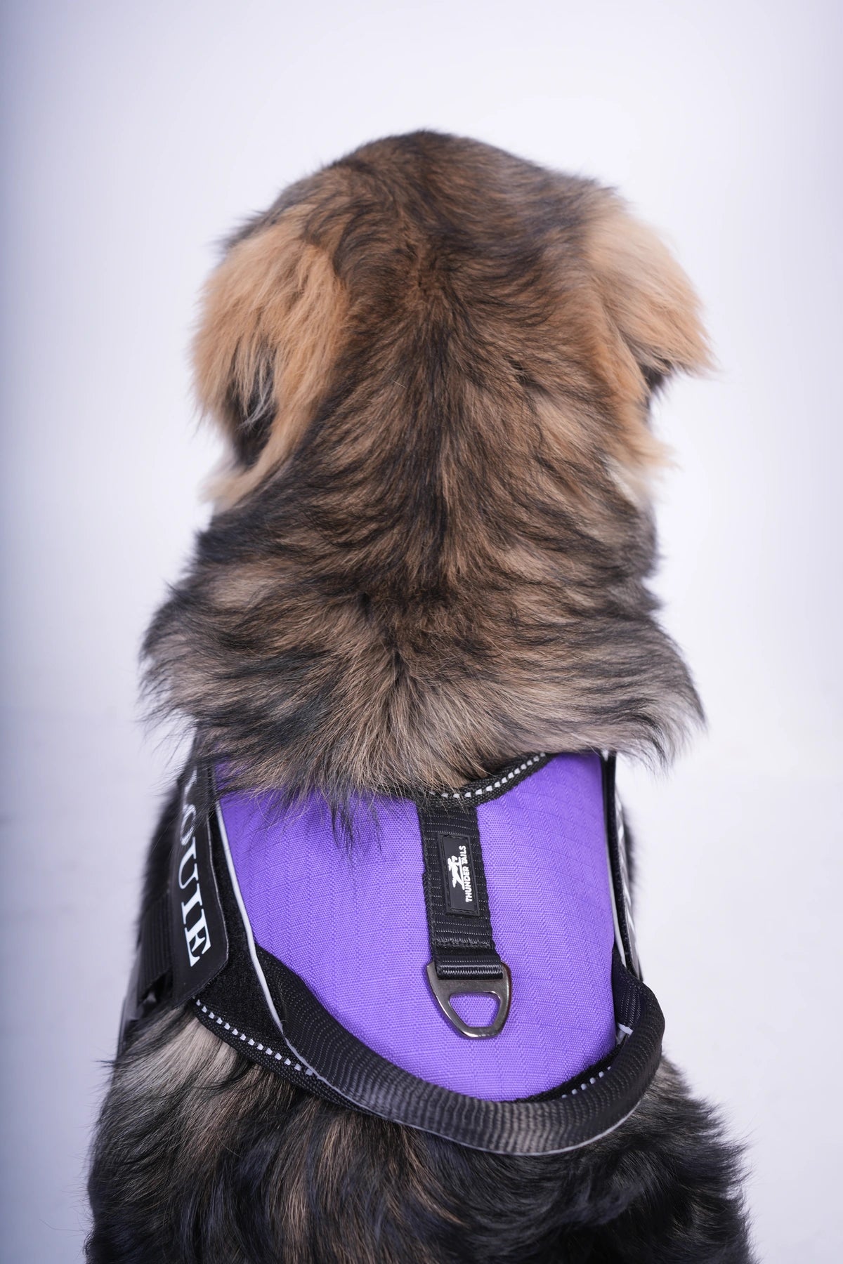Lavender_dog harness