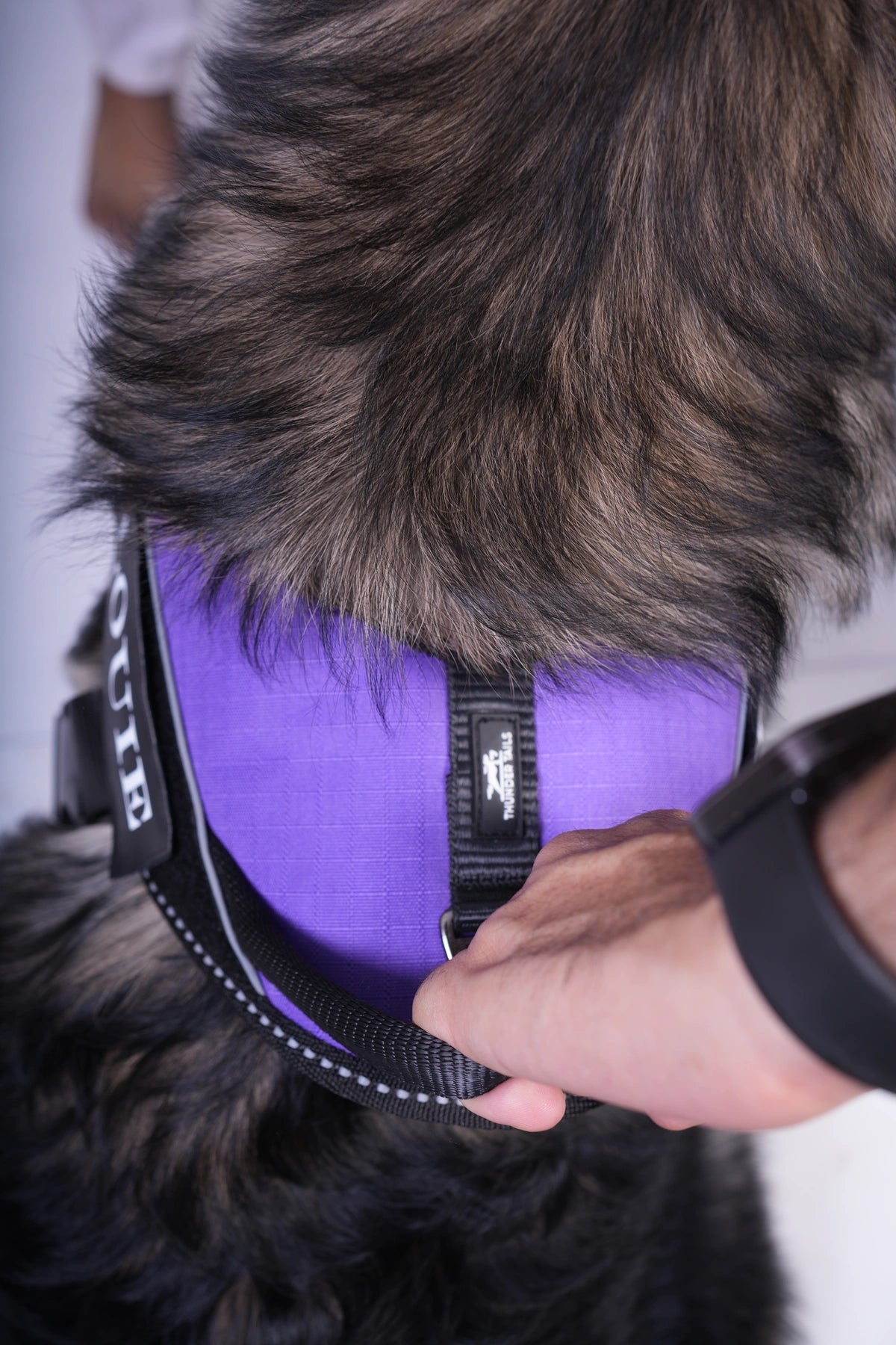 Lavender_dog harness
