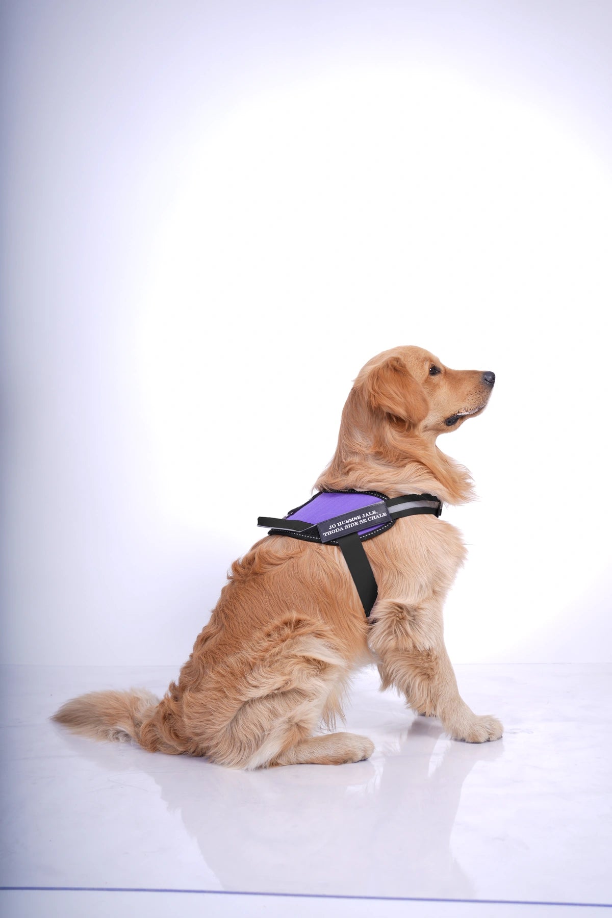 Lavender_dog harness