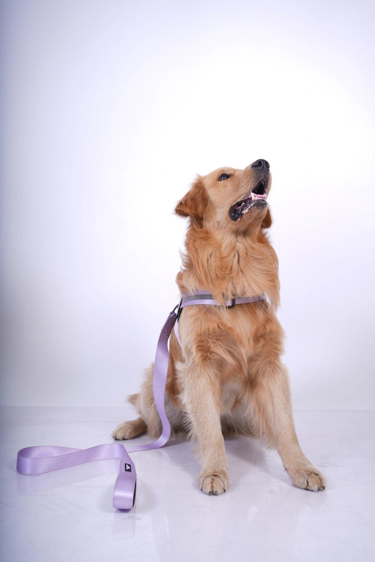 Lavender-Lilac_dog harness