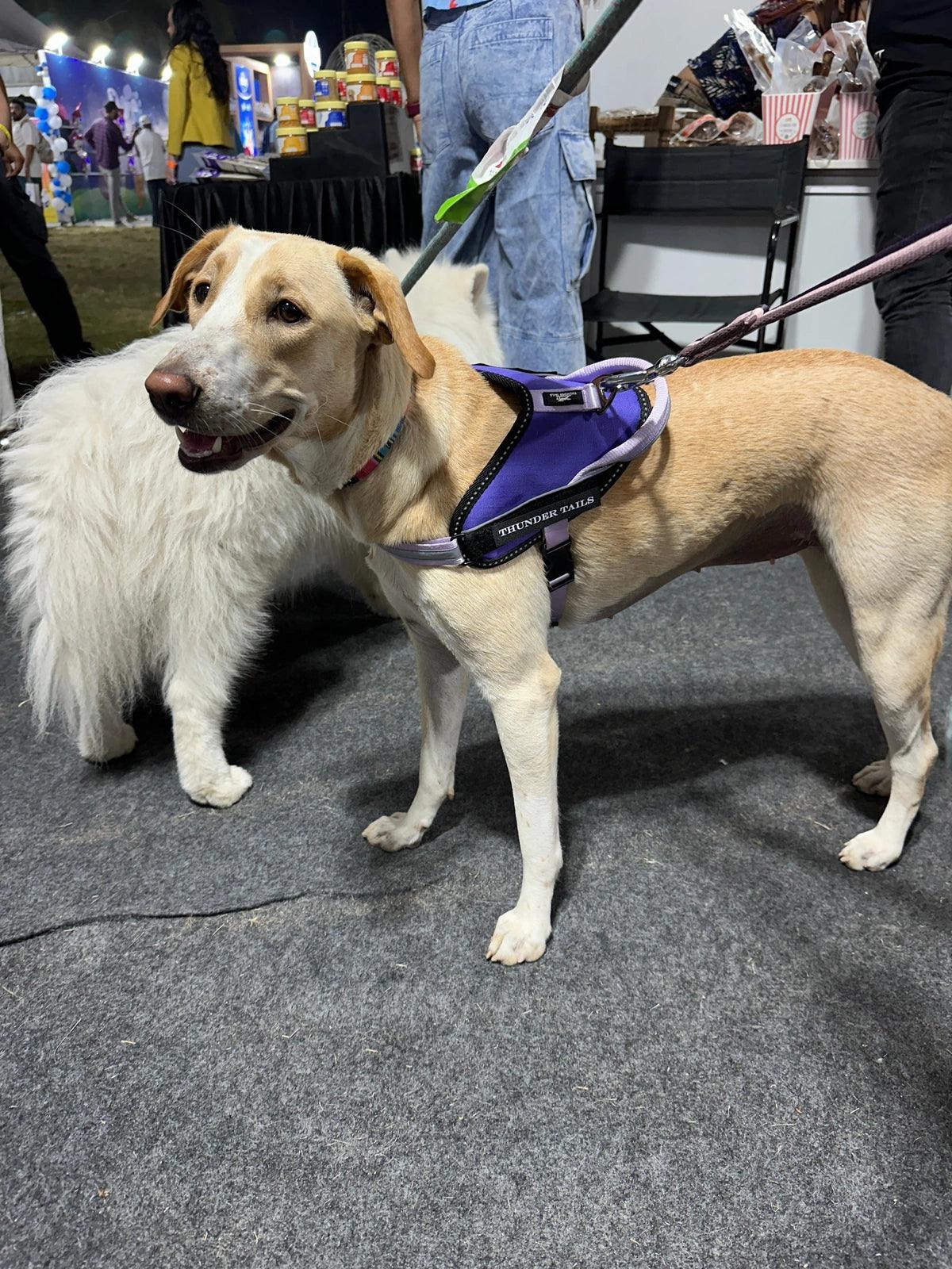 Lavender-Lilac_dog harness