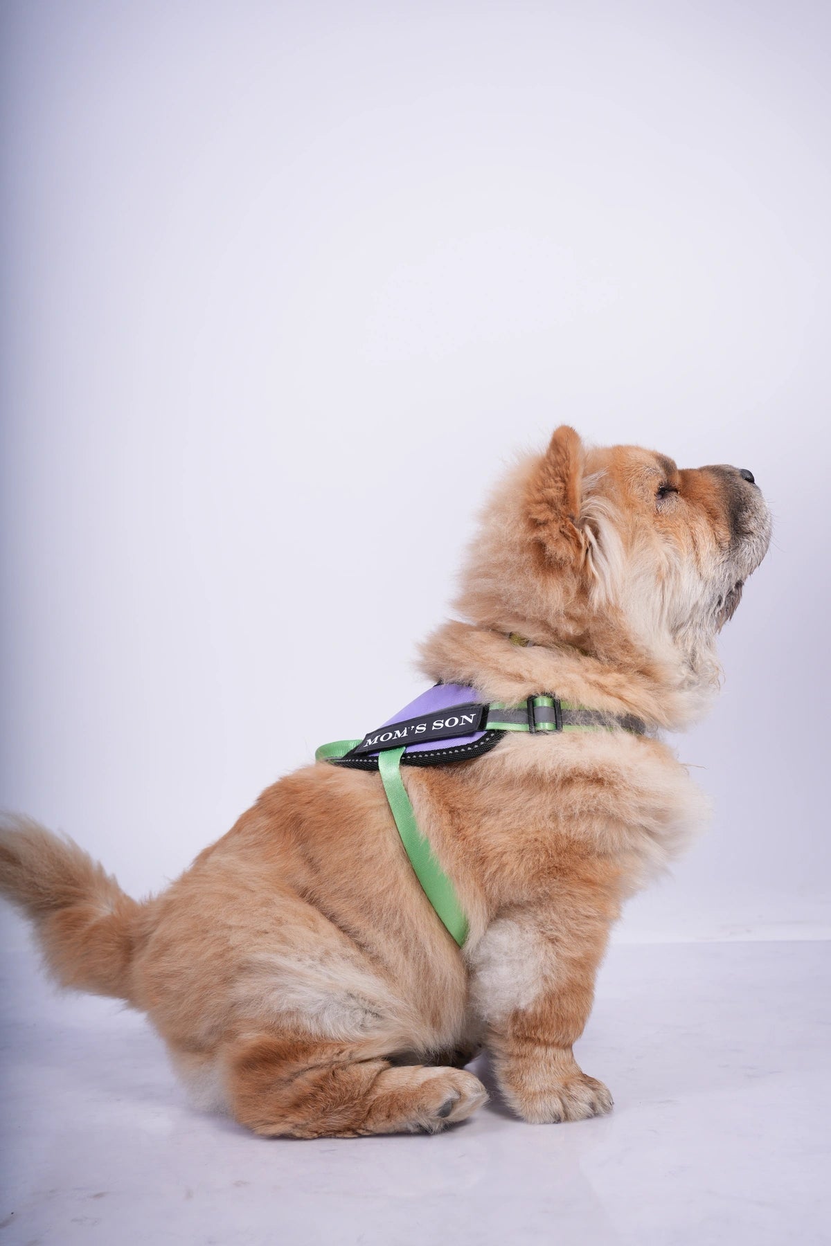 Lilac-Parrot-dog harness