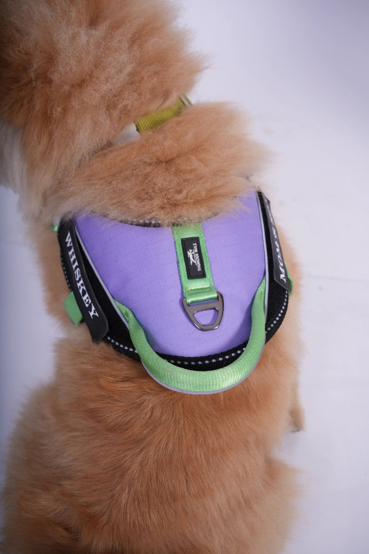 Lilac-Parrot-dog harness