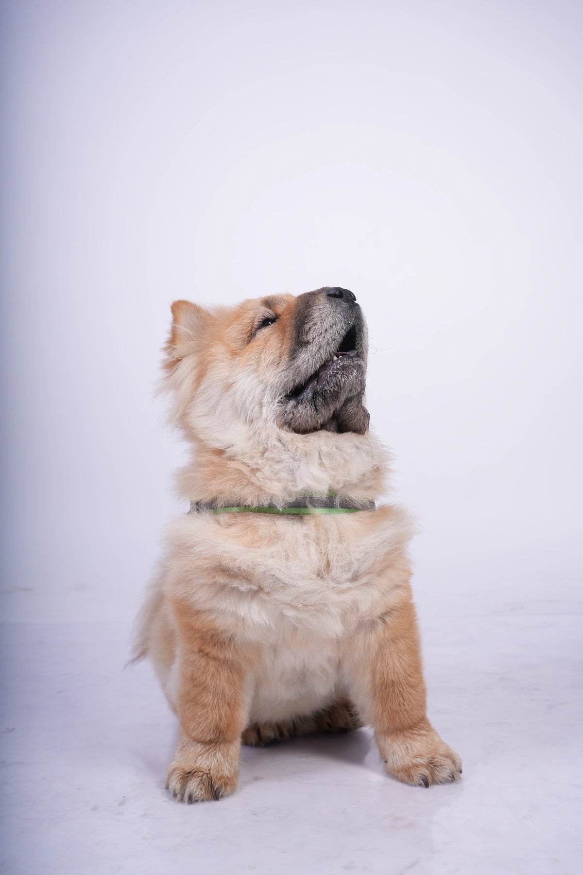 Lilac-Parrot-dog harness