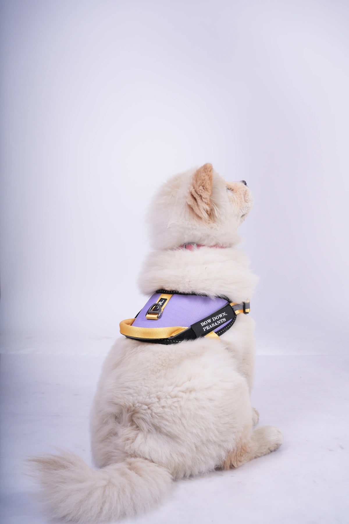 Lilac-Yellow-dog harness