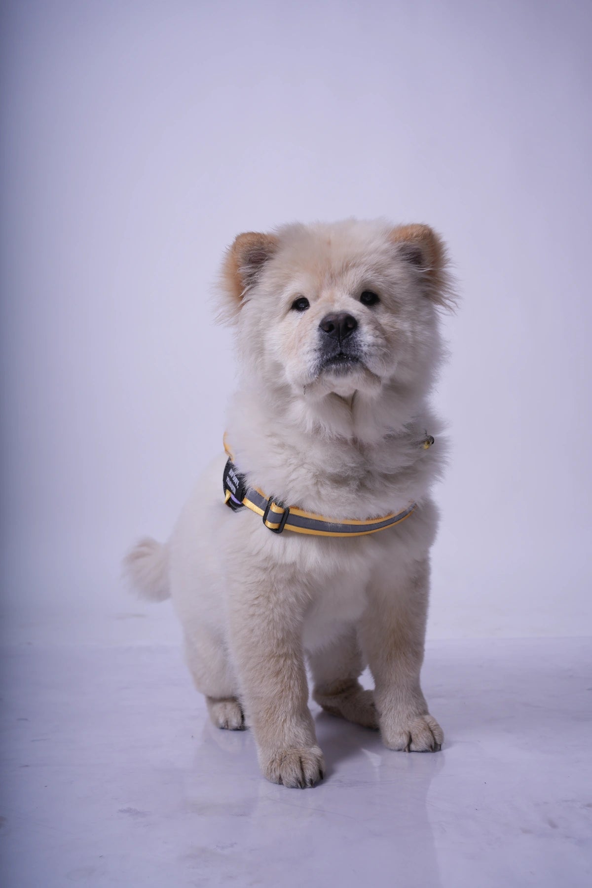 Lilac-Yellow-dog harness
