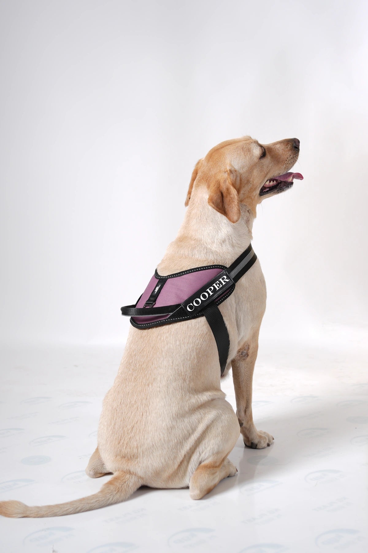 Mauve_dog harness
