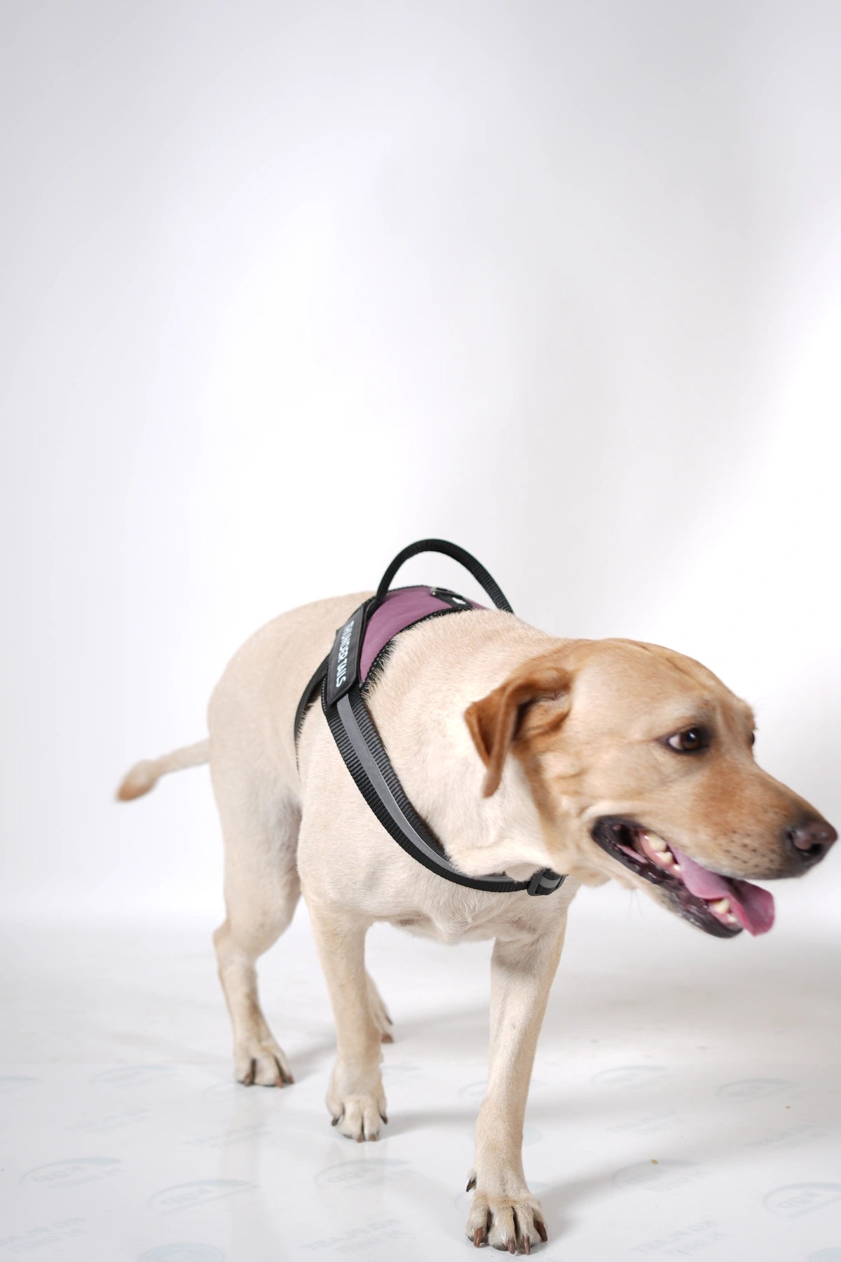 Mauve_dog harness