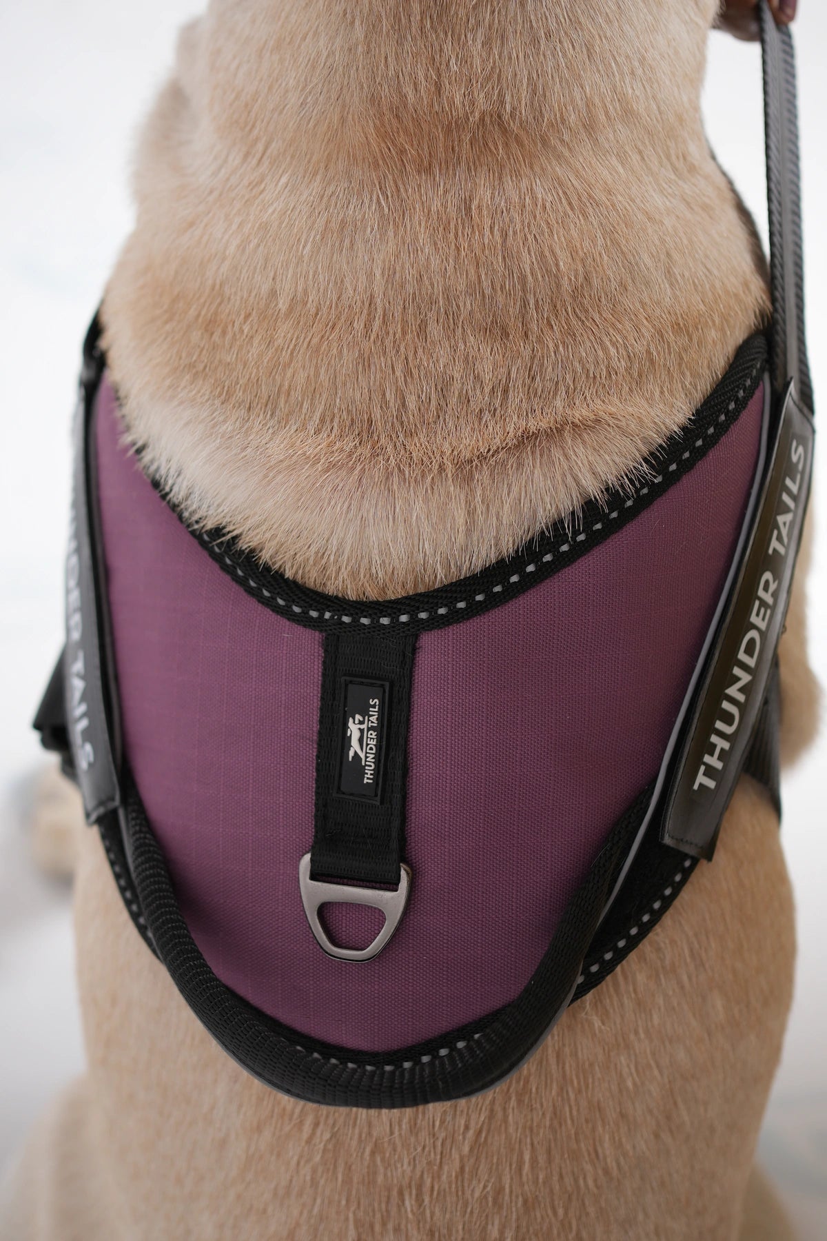 Mauve_dog harness