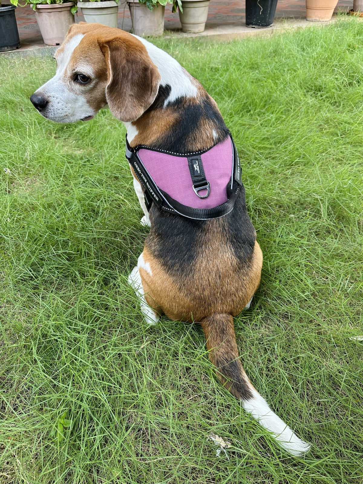Mauve_dog harness