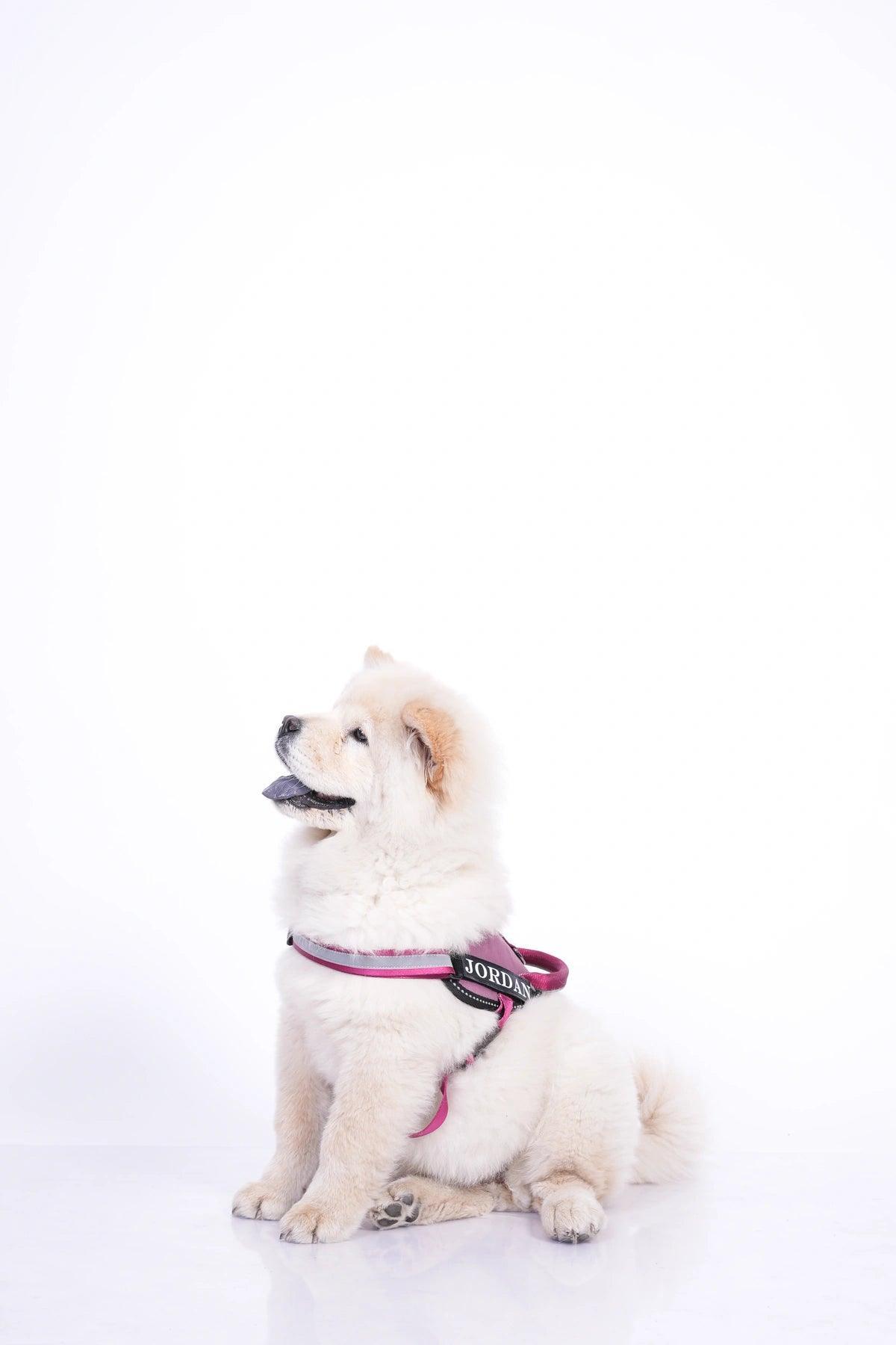 Mauve-Wine_dog harness