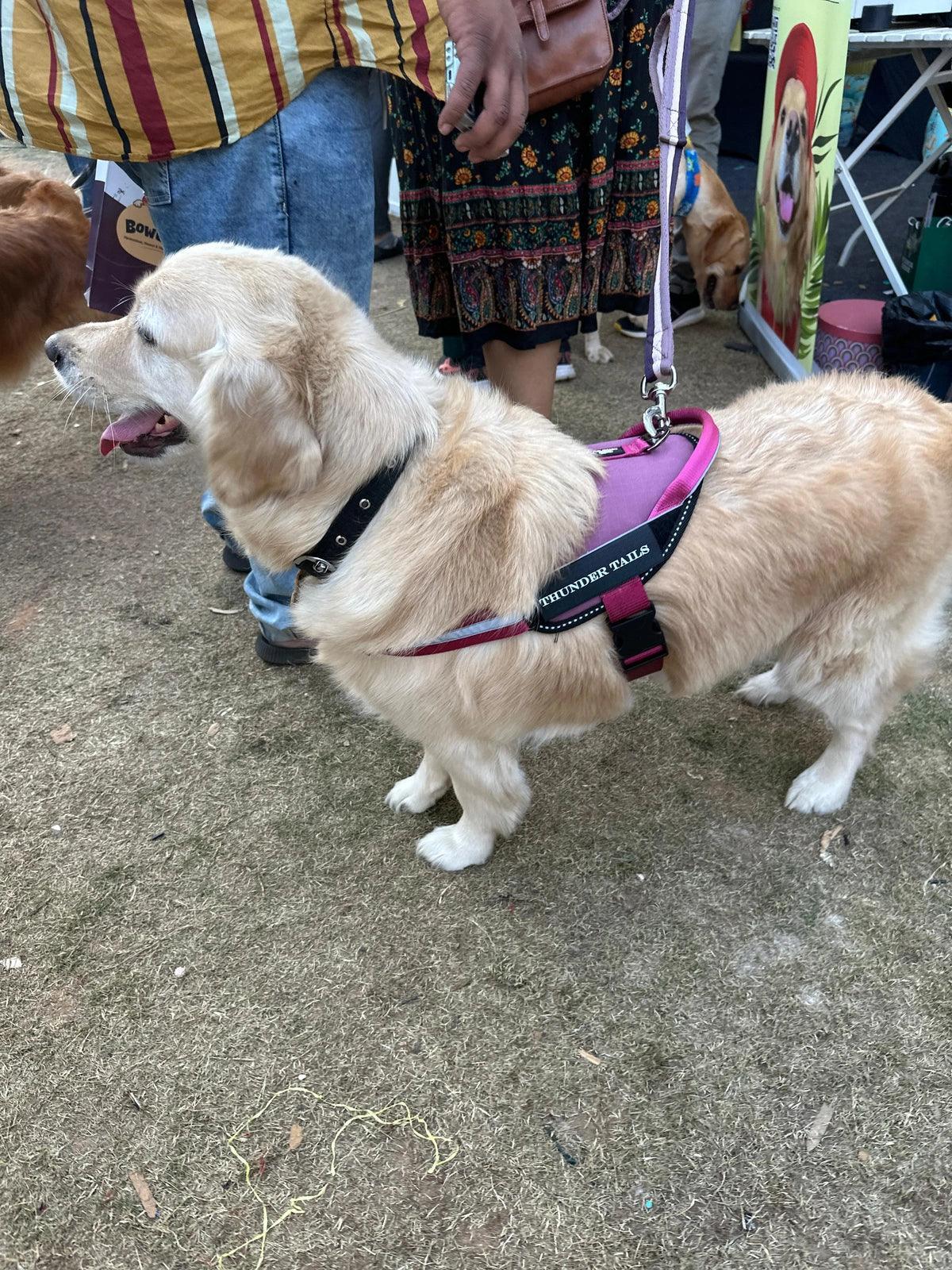 Mauve-Wine_dog harness