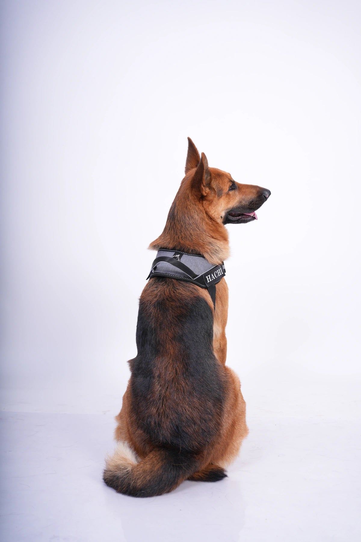 Melange_dog harness